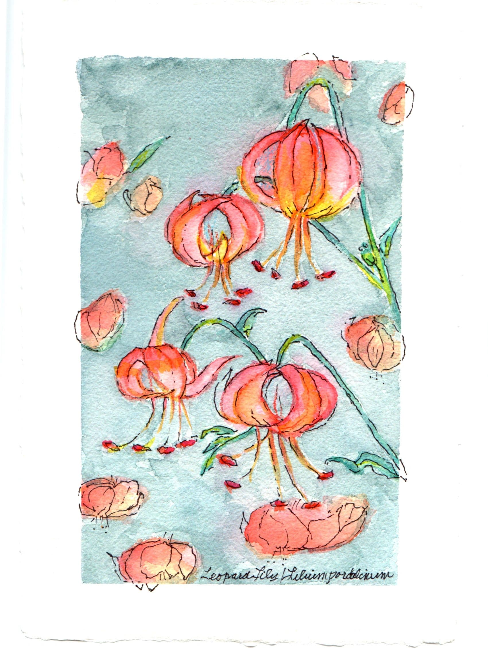 Wildflower Leopard Lily